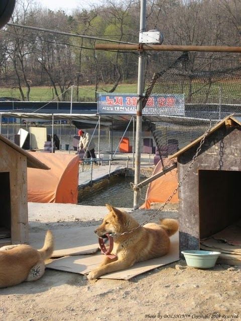 주인과의 의리.JPG_1.jpg