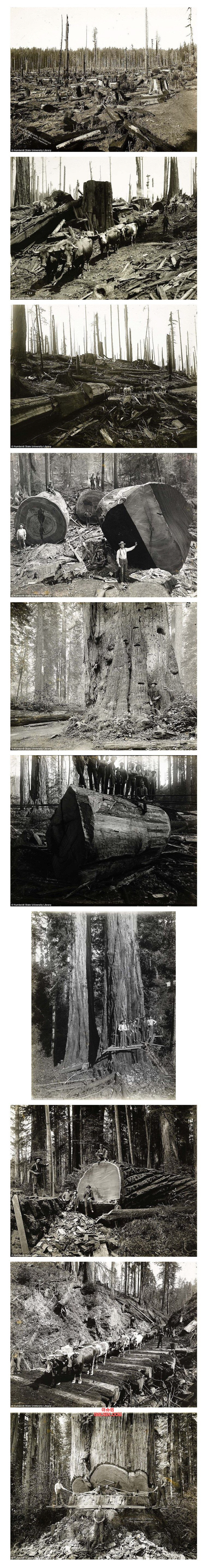 100년 전 벌목한 나무의 크기.jpg