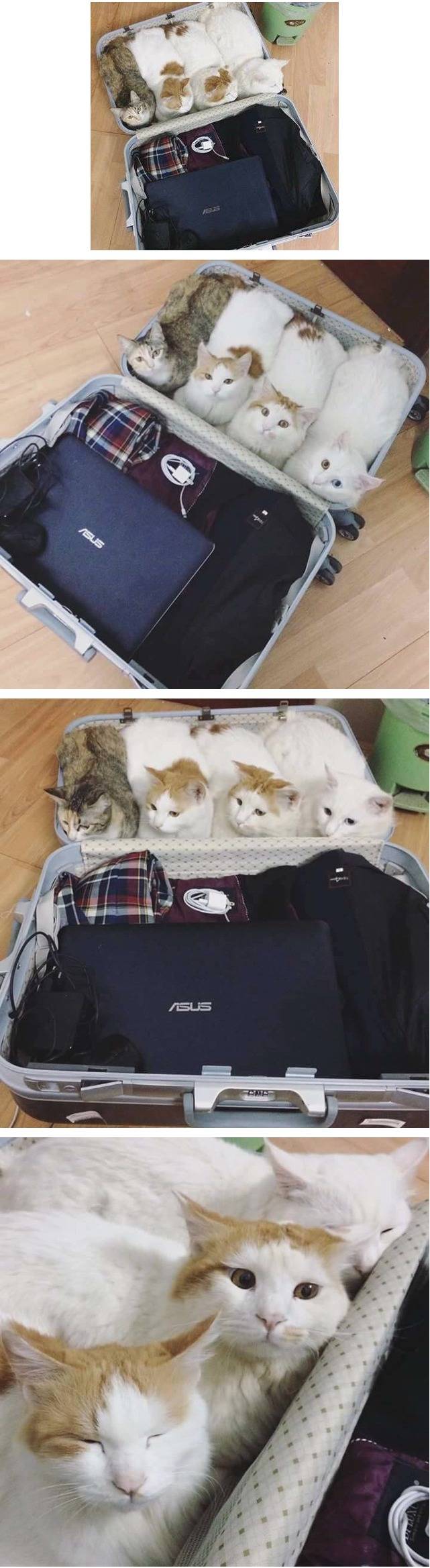 이러면 우리도 데려가는 거냥?_1.jpg