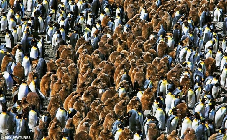 펭귄500만 마리._1.jpg