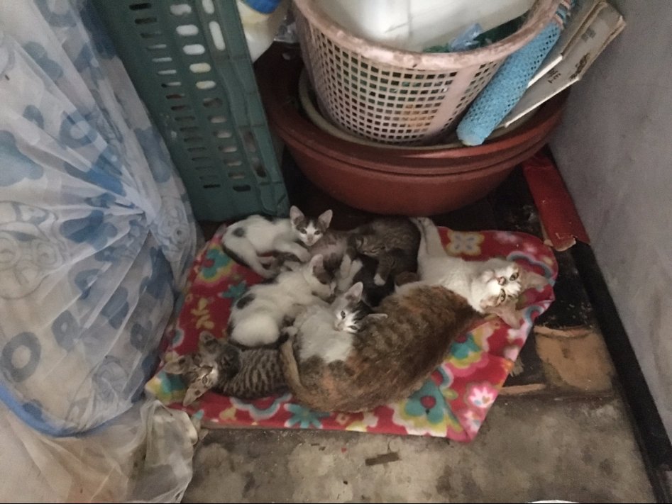 [분양] 아기 고양이 6마리 분양합니다. (고등어3, 흰+고등어3)_1.jpg