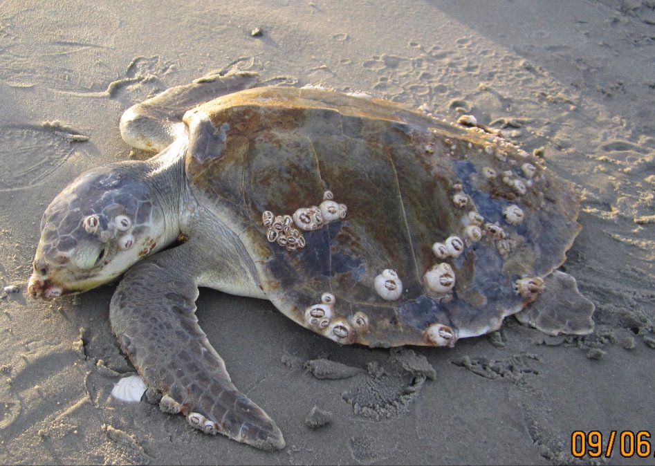 [소름초극혐주의] 거북이를 죽음까지 몰고가는 따개비_1.jpg