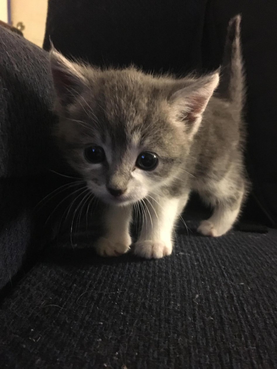 냥이웹 베스트 치트키 도전한다.jpgif_10.jpg