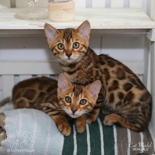 냥이웹 베스트 치트키 도전한다.jpgif_12.jpg