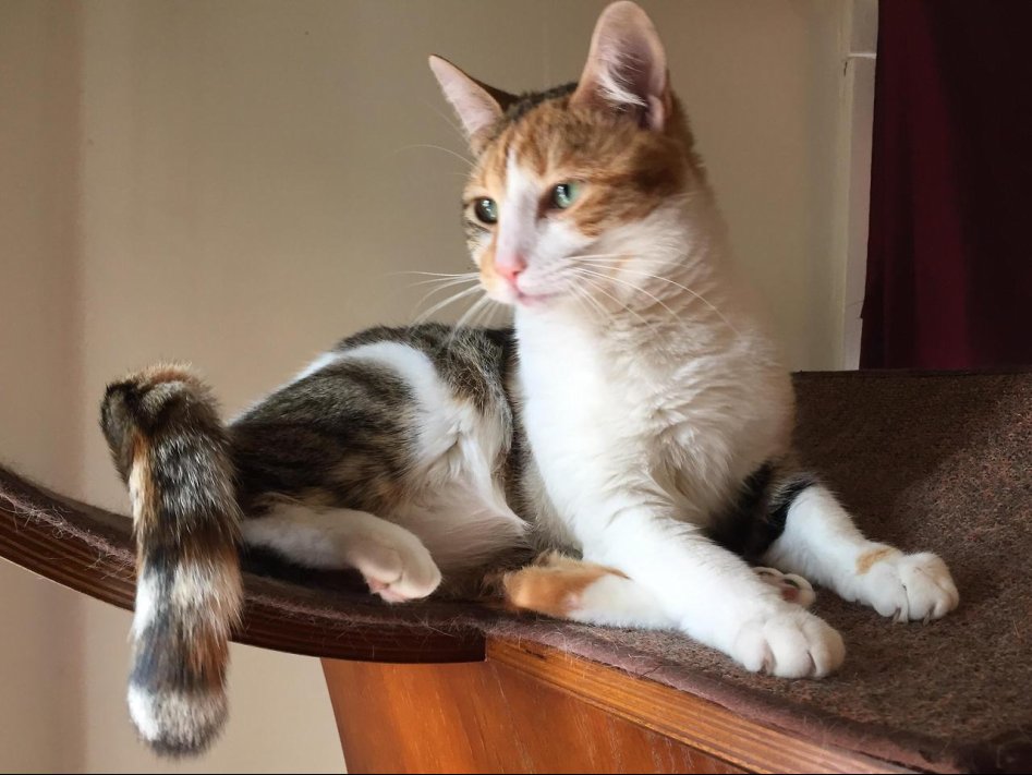 냥이웹 베스트 치트키 도전한다.jpgif_19.jpg