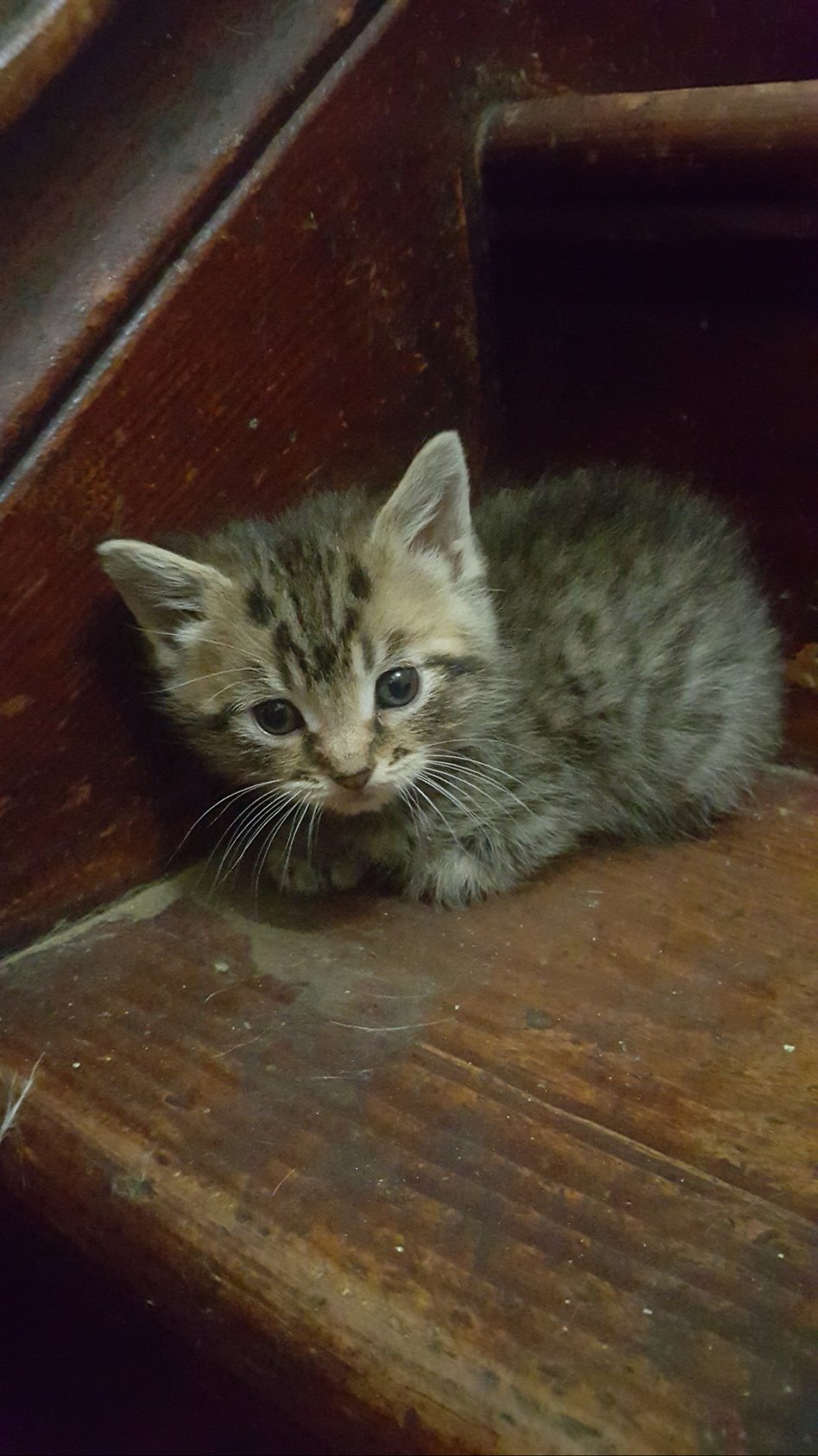 냥이웹 베스트 치트키 도전한다.jpgif_21.jpg