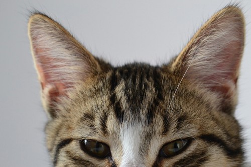 냥이웹 베스트 치트키 도전한다.jpgif_22.jpg