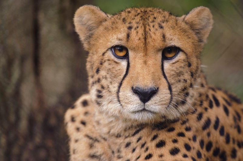 saint-louis-zoo-cheetah.JPG