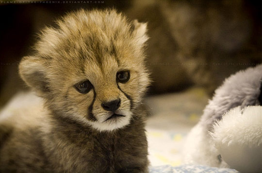 Baby-Cheetah.jpg