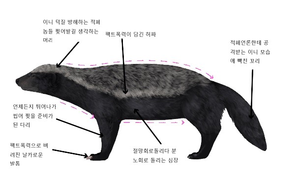 벌꿀오소리_신체부위.jpg