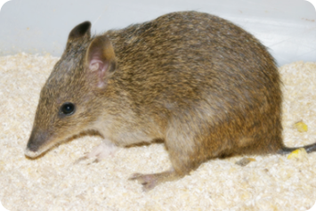 ■ 크래쉬 밴디쿳 - 1,2,3 리마스터 (CRASH BANDICOOT)_4.png