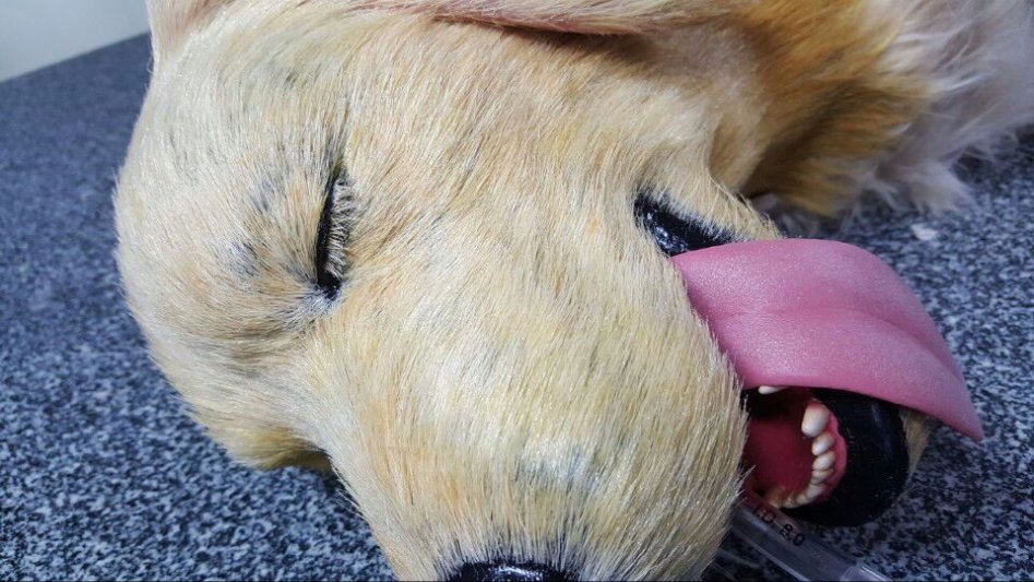 3D프린팅 동물 수술의료모형 제작기_44.jpg