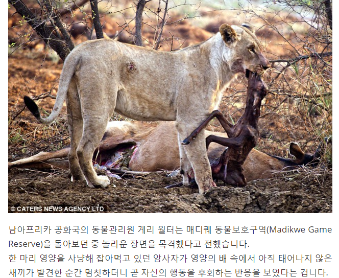 임신한 사슴을 공격한 사자2.png