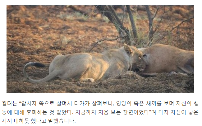 임신한 사슴을 공격한 사자4.png