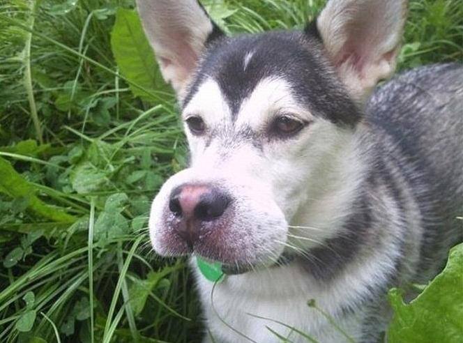 벌에게 쏘인 개와 고양이의 차이_1.jpg