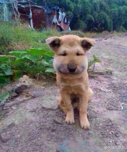 벌에게 쏘인 개와 고양이의 차이_5.jpg