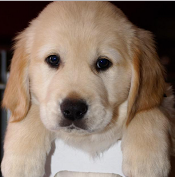 배틀그라운드 800만 장 돌파, PUBG 의 전세계 게임 시장 점유율과 미친 영향_1.png