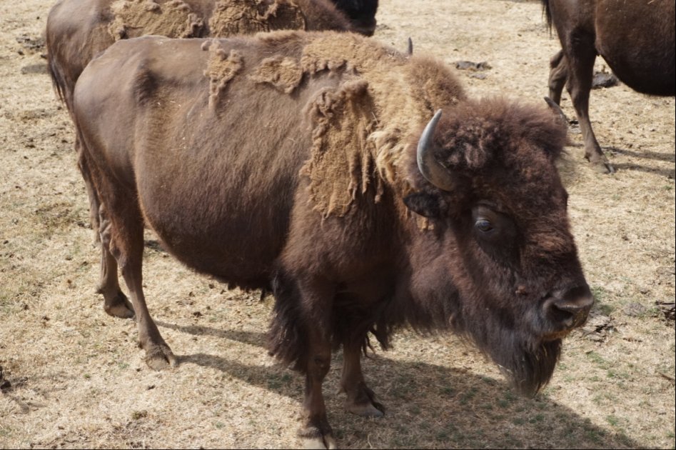 아메리카들소 스테이크_1.jpg