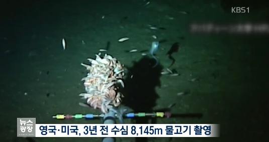 수심 8,178m에서 심해어 촬영 성공한 일본5.png