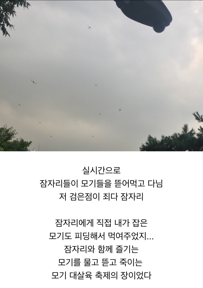 우리동네는 잠자리 때문에 모기가 거의 없었음.jpg_1.png
