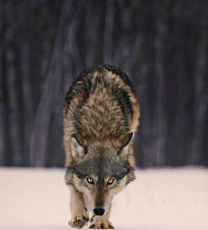 야생 늑대의 크기6.jpg