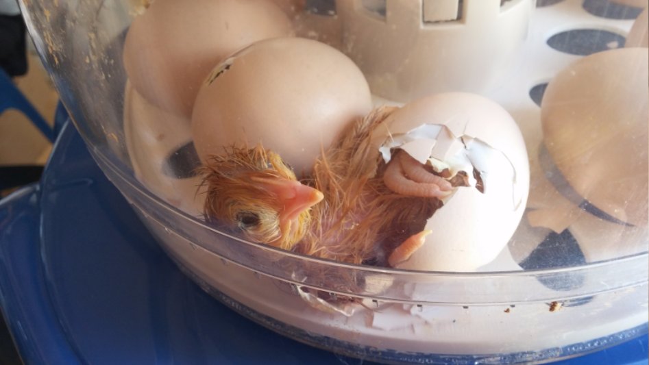 도심에서 즐기는 전원생활_20.jpg