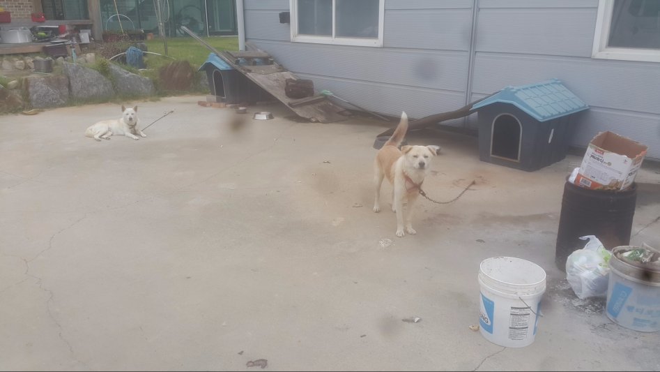 우리집 동물 및 농사생활입니다 (스압)_12.jpg