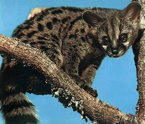 인간들은 내 똥을 먹는다._1.jpg