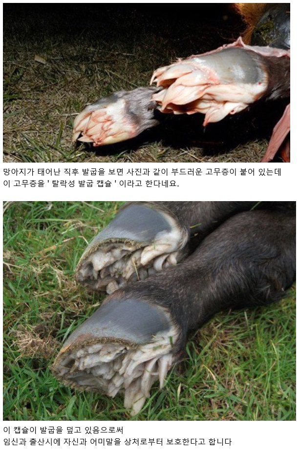 갓 태어난 망아지의 발굽1.jpg