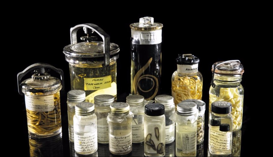스미스소니언 자연사박물관의 국립기생충컬렉션에 있는 기생충 표본들.jpg