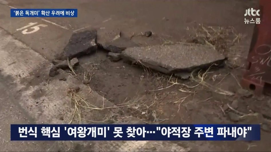 부산 독개미의 위험성._4.jpg