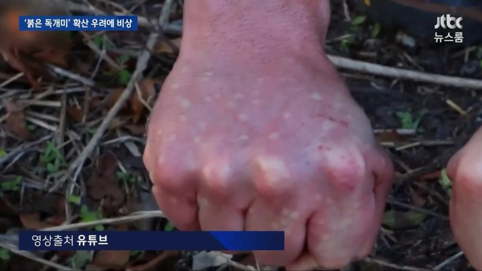 부산 독개미의 위험성._8.jpg