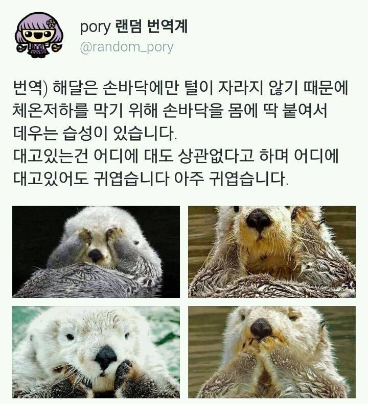 해달이 귀여운 행동을 하는 이유1.jpg