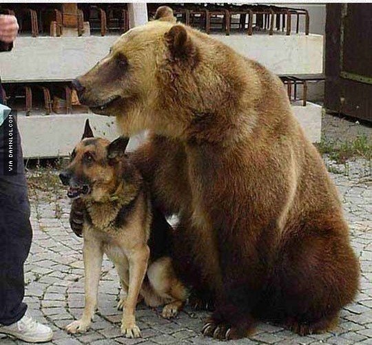 얘는 짖고요 저는 찢어요.jpg_1.jpg