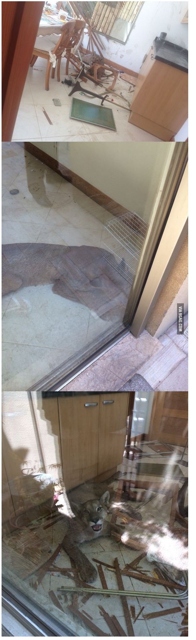 엌ㅋ 집에 길냥이 들어옴ㅋㅋㅋ 집사 간택된거냨ㅋㅋ_1.jpg