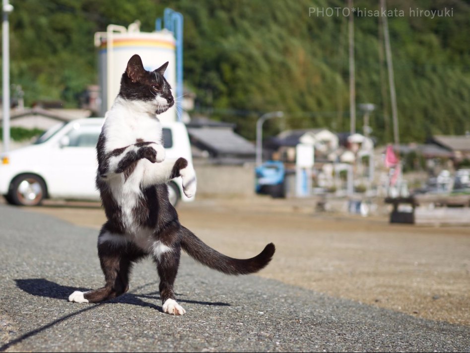 고양이 강호의 두 라이벌, 백묘권과 흑묘권의 수행 모습_5.jpg