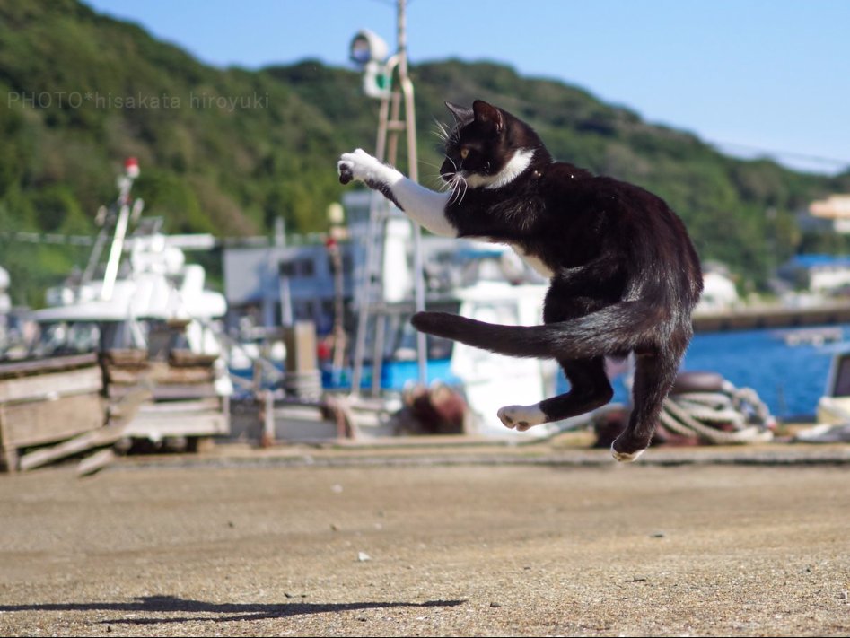 고양이 강호의 두 라이벌, 백묘권과 흑묘권의 수행 모습_7.jpg