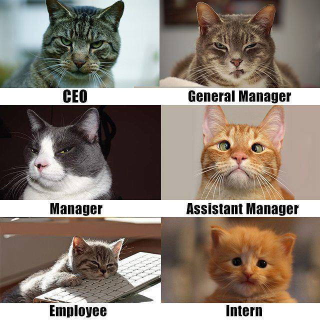 jobsbycats.jpg