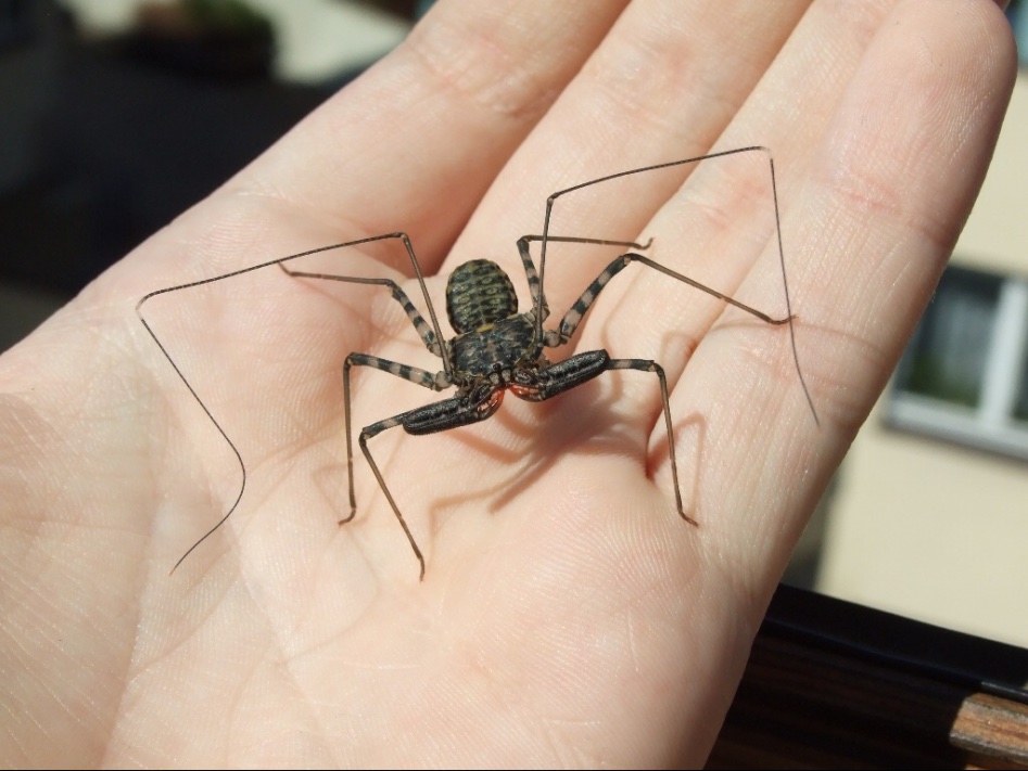 (약혐) 거미의 친척들의 몸 구조를 알아보자_5.jpg