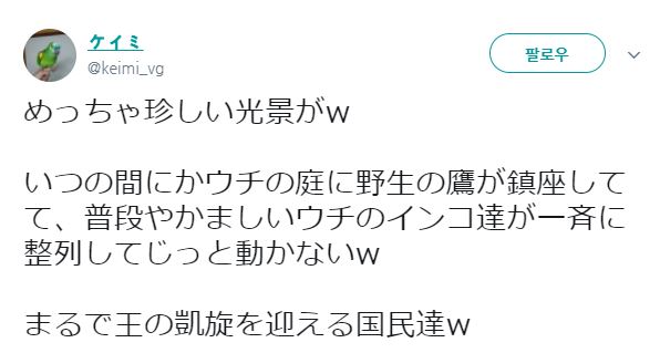 야생의 매를 본 앵무새들 반응.jpg_1.jpg