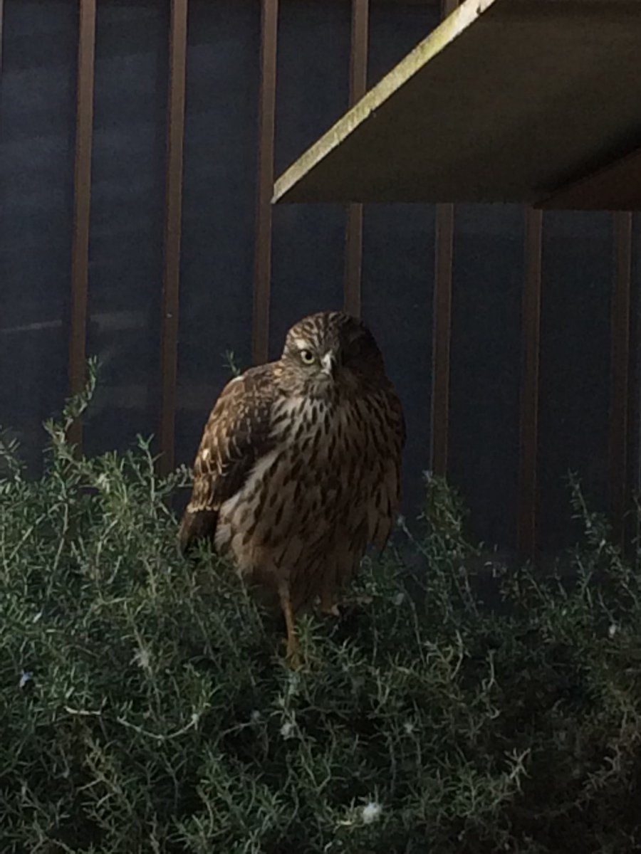 야생의 매를 본 앵무새들 반응.jpg_2.jpg