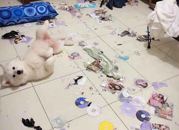 개 때문에 또 심각한 사고가 발생했습니다.._1.jpg