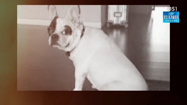 최시원이 국내 애견계에 일궈낸 업적_1.jpg