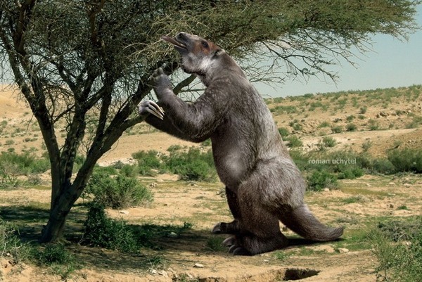 지구 역사상 가장 거대했던 곰 악토테리움 (Arctotherium)1 4족 보행 시 키도 일반 성인 남성과 비슷한 1.7m.일어설 때의 키가 3.5m.jpg