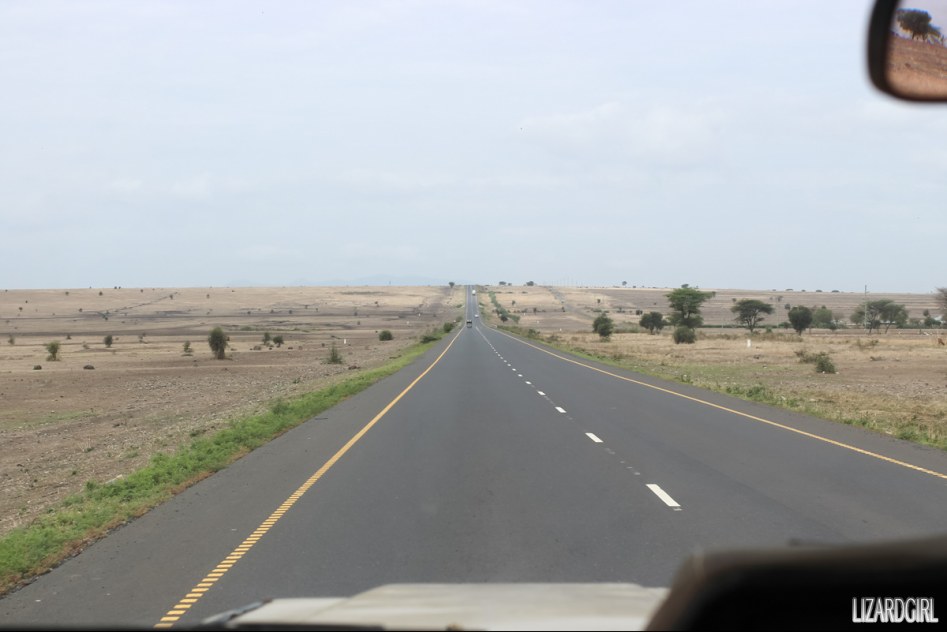 (스압주의) 웰컴 투 사파리 파크 - 1편 탄자니아 응고롱고로_3.jpg