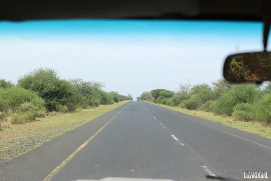 (스압주의) 웰컴 투 사파리 파크 - 1편 탄자니아 응고롱고로_5.jpg