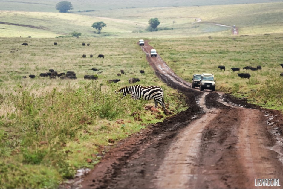 (스압주의) 웰컴 투 사파리 파크 - 1편 탄자니아 응고롱고로_10.jpg