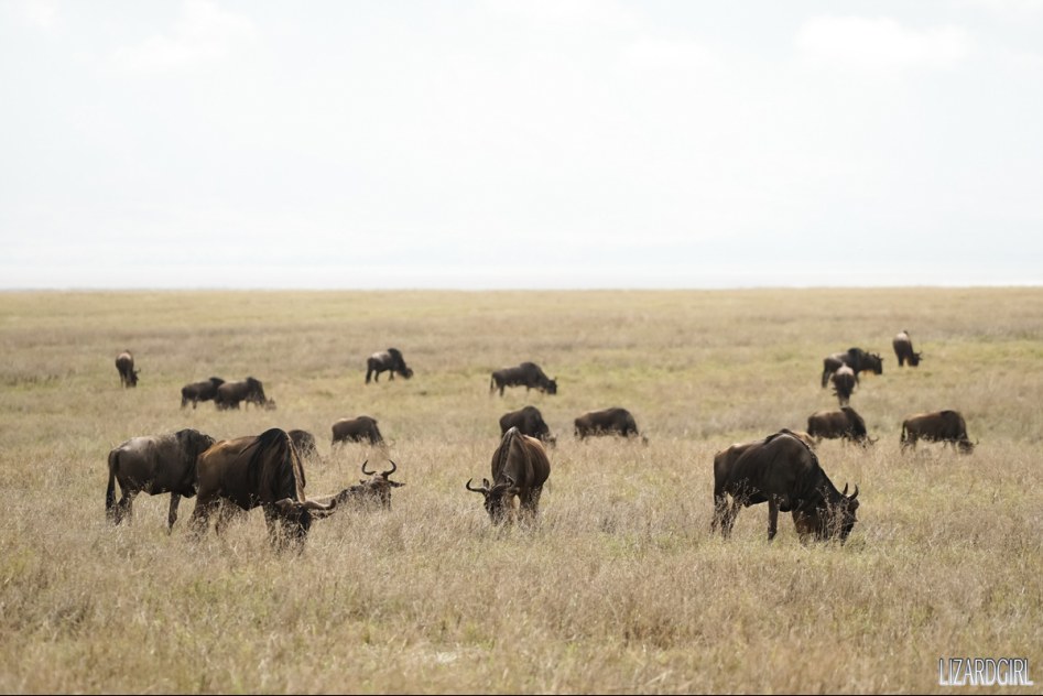 (스압주의) 웰컴 투 사파리 파크 - 1편 탄자니아 응고롱고로_22.jpg
