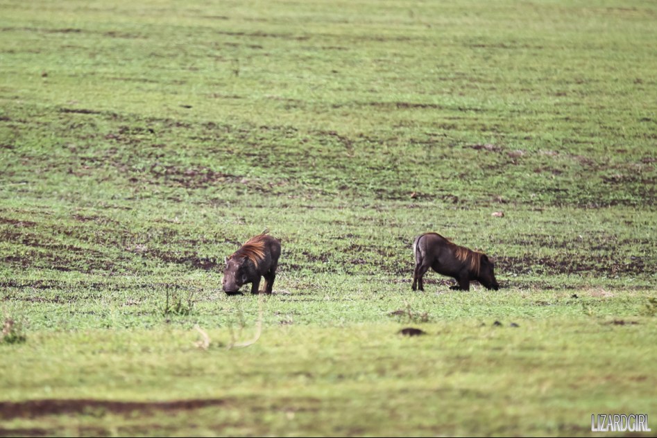 (스압주의) 웰컴 투 사파리 파크 - 1편 탄자니아 응고롱고로_23.jpg