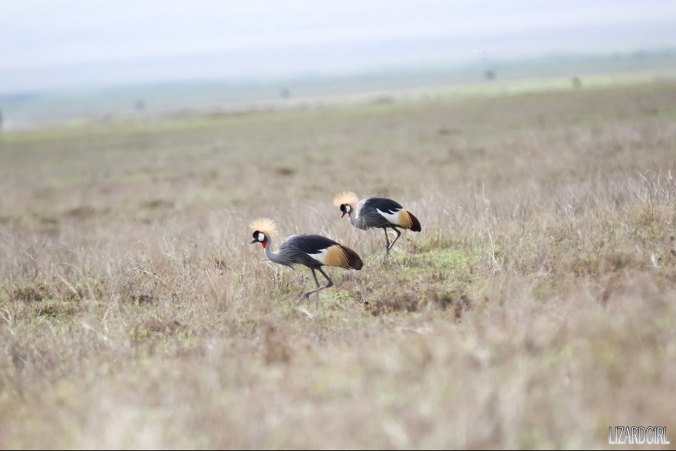 (스압주의) 웰컴 투 사파리 파크 - 1편 탄자니아 응고롱고로_29.jpg